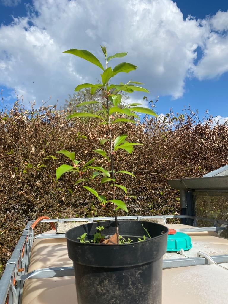 Amerikaanse Vogelkers plantjes (ongeveer 40cm hoog), Overige soorten, Minder dan 100 cm, Zomer, Ophalen