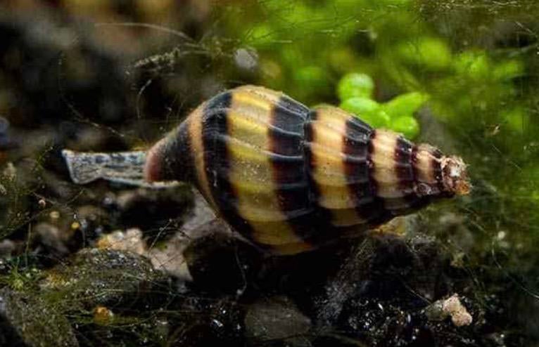GEZOCHT helenaslakken, Dieren en Toebehoren, Vissen | Aquariumvissen, Slak of Weekdier