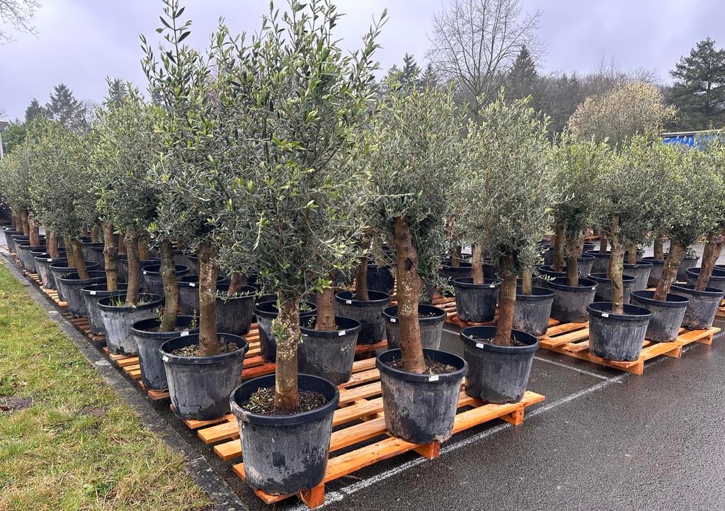Olijfbomen ,,intensivo” 45Lt pot, stam 30-40, hoogte 170/180, Tuin en Terras, Planten | Tuinplanten, Volle zon, Vaste plant, Bloeit niet