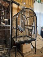 Vogel kooi, Dieren en Toebehoren, Vogels | Hokken en Kooien, Ophalen