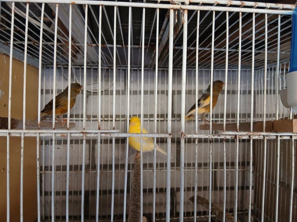 kanaries te koop, Dieren en Toebehoren, Mannelijk, Zangkanarie