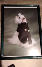 Ingelijst poster uit het boek " Luxury for dogs ", Ophalen of Verzenden