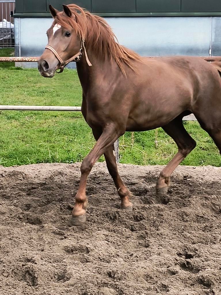 3 jarige Welsh d pony merrie, Dieren en Toebehoren, Merrie