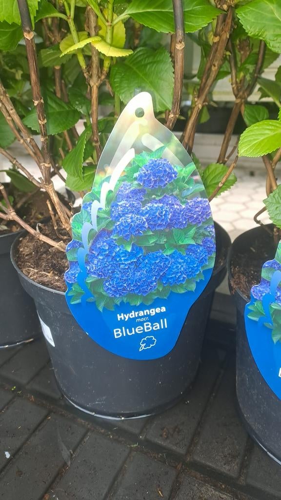 Hortensia, Tuin en Terras, Planten | Tuinplanten, Ophalen of Verzenden, Overige soorten, Halfschaduw