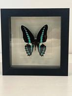 Opgezette vlinder in lijst 16 x 16, Ophalen of Verzenden, Zo goed als nieuw, Insect, Opgezet dier