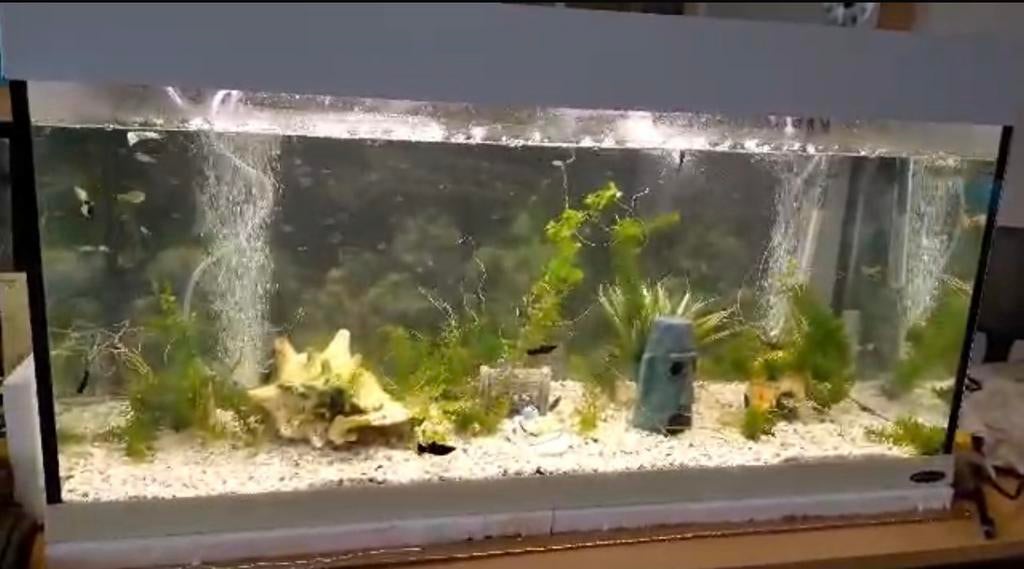 Grote aquarium, Dieren en Toebehoren, Vissen | Aquaria en Toebehoren, Ophalen, Zo goed als nieuw, Plant(en), Steen of Hout