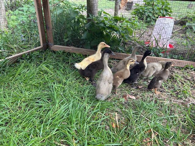 8 loopeendjes te koop, Dieren en Toebehoren, Pluimvee, Geslacht onbekend, Eend
