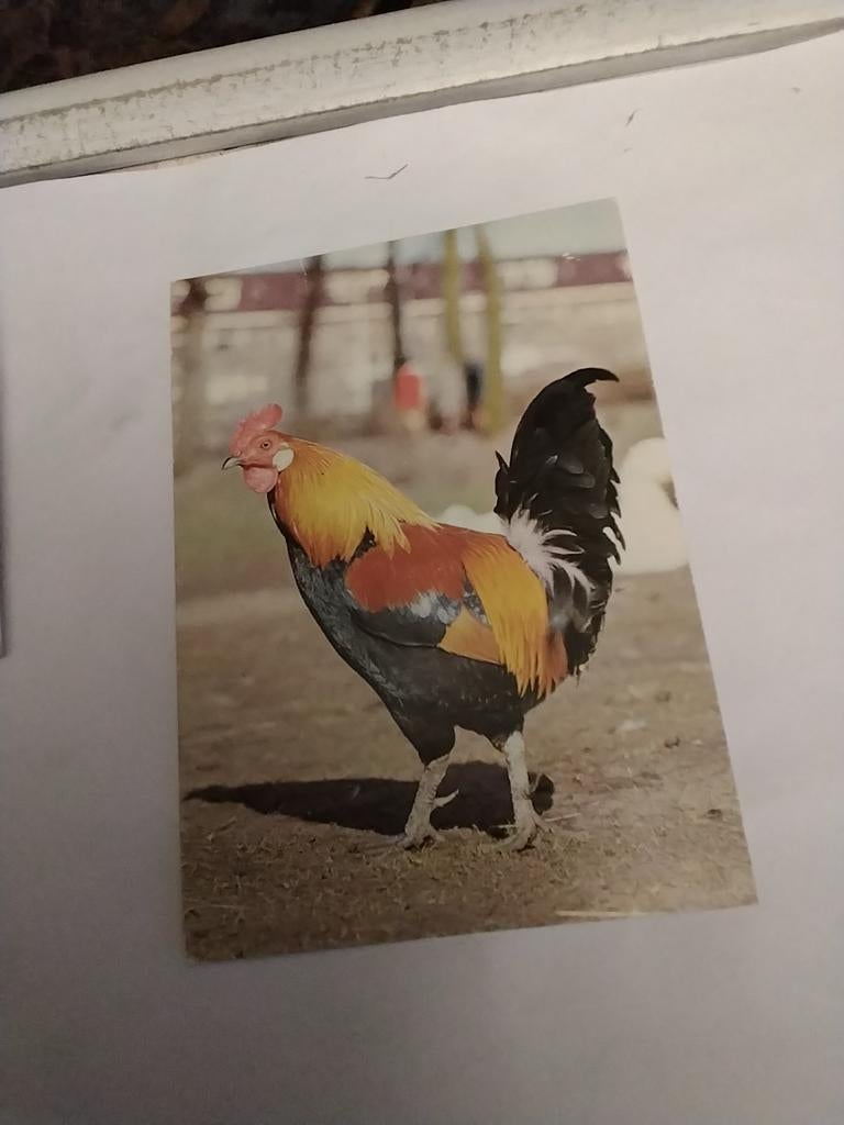 HAAN, Ophalen of Verzenden, Voor 1920, Natuur