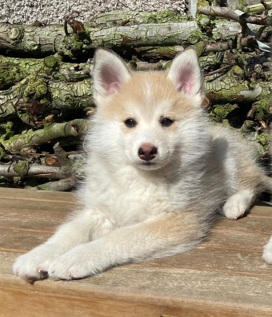Lieve pomsky pup beschikbaar, Dieren en Toebehoren, Honden | Poolhonden, Keeshonden en Oertypen, Parvo, 8 tot 15 weken, Eén hond