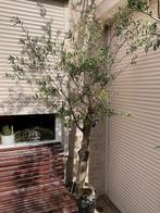 Grote olijfboom in kuip 2.20m hoog, Tuin en Terras, Volle zon, Vaste plant, Lente, Ophalen