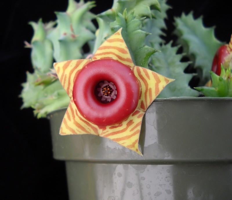 Stapelia huernia confusa, Ophalen of Verzenden, Volle zon, Overige soorten, Minder dan 100 cm