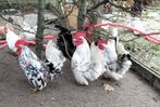 2 Serama Haantjes, Dieren en Toebehoren, Pluimvee, Mannelijk, Kip