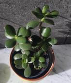 Kleine en grote bio Jadeplanten :)geldboompjes /pot diverse, Vetplant, Ophalen of Verzenden, In pot, Minder dan 100 cm