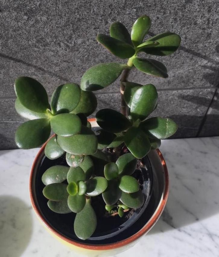 Kleine en grote bio Jadeplanten :)geldboompjes /pot diverse, Huis en Inrichting, Kamerplanten, Vetplant, Minder dan 100 cm, Groene kamerplant
