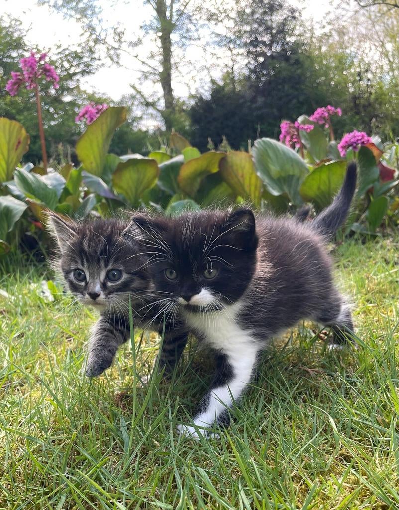 Twee kittens (katertjes) te koop. Moeder britse korthaar mix, Kater
