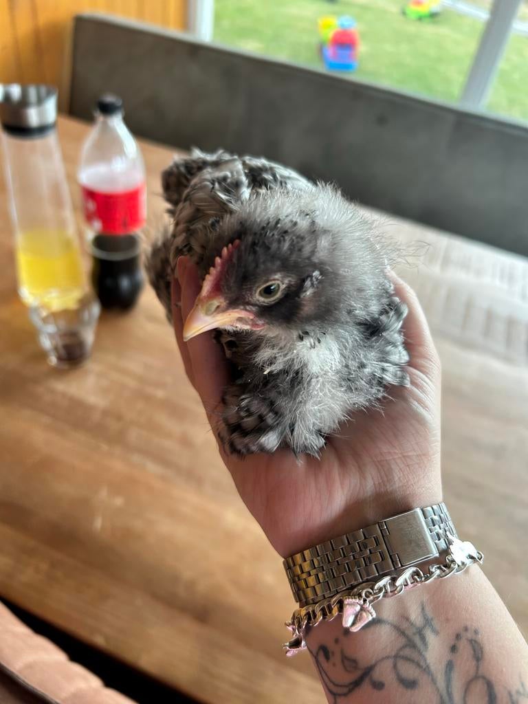 Amrock kuikens, Dieren en Toebehoren, Pluimvee, Mannelijk, Kip