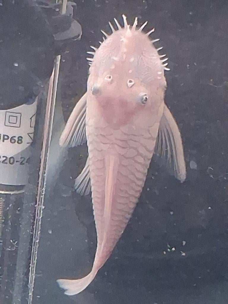 Snowwhite shortfin ancistrus, Dieren en Toebehoren, Vis