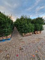 Taxus Baccata te koop. Zeer voordelige prijzen., Ophalen of Verzenden, Bloeit niet, Halfschaduw, Overige soorten