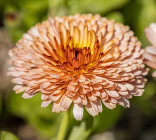 Goudsbloem Pink Surprise zaden, Verzenden, Zaad