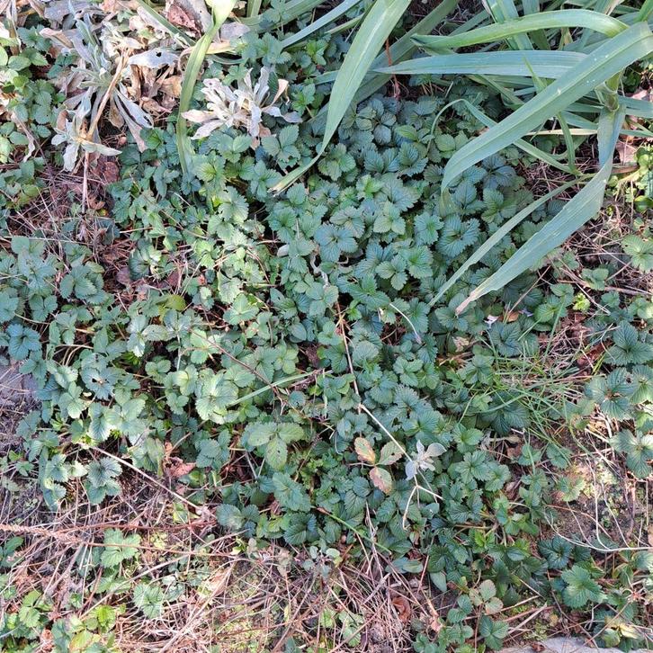 Gratis sieraardbei plantjes, Tuin en Terras, Planten | Struiken en Hagen, Overige soorten, Ophalen