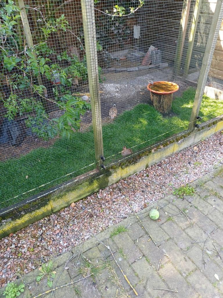 Virginische boomkwartels (natuurbroed)