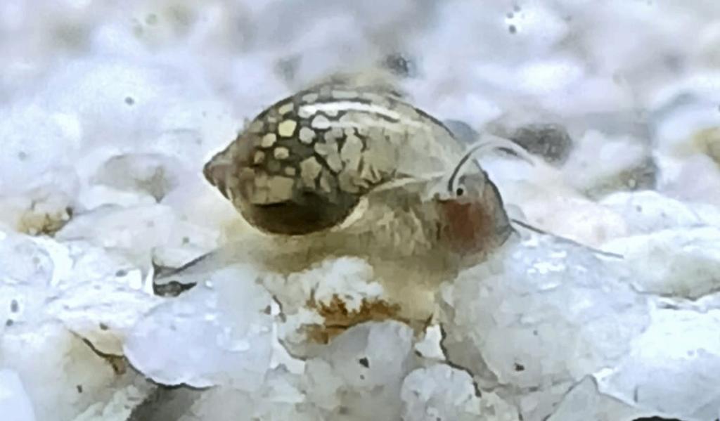 blaasslakjes voor aquarium, Dieren en Toebehoren, Vissen | Aquaria en Toebehoren, Nieuw, Overige typen, Overige merken, Ophalen