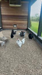 Baardkrielhanen, Mannelijk, Kip