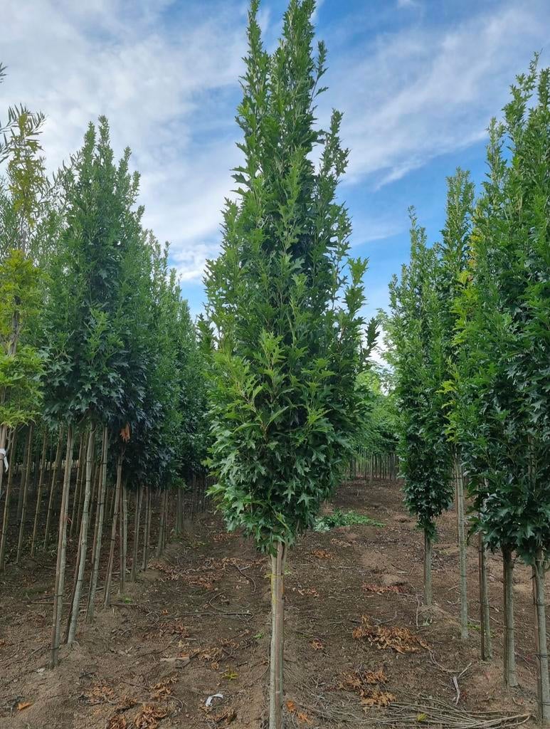 Quercus palustrus green pillar zuilbomen, Ophalen of Verzenden, Overige soorten