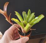 Neoregelia bromelia in 5,5 cm potje groen, Huis en Inrichting, Kamerplanten, Ophalen of Verzenden, Halfschaduw, Minder dan 100 cm