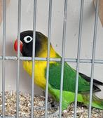 Personata...koppel, Dieren en Toebehoren, Meerdere dieren, Dwergpapegaai of Agapornis, Geringd