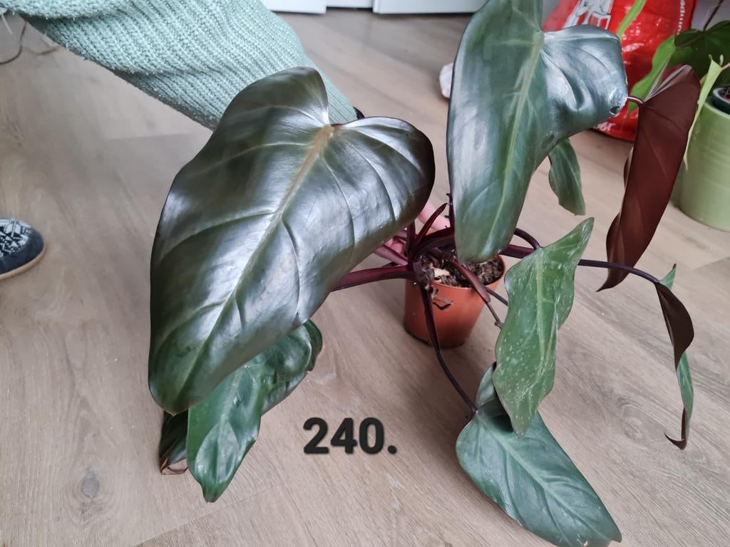 Philodendron Dark Lord, zeldzame kamerplant, Huis en Inrichting, Kamerplanten, Ophalen of Verzenden, Halfschaduw, Minder dan 100 cm