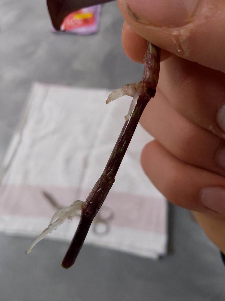 tradescantia stekjes, Huis en Inrichting, Kamerplanten, Groene kamerplant, Ophalen of Verzenden, Halfschaduw, Minder dan 100 cm