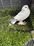 Te koop  heel mooi  4 stuiken Ijsduiven, Dieren en Toebehoren, Mannelijk, Postduif