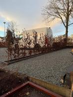 Beukenhaag Fagus Sylvatica - 45 stuks, Vaste plant, Bloeit niet, Halfschaduw, Ophalen