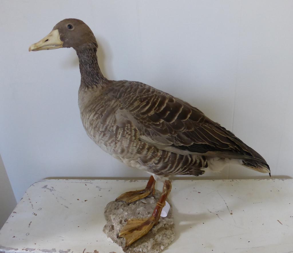 Opgezette grauwe GANS / Taxidermie vogel eend opgezet, Ophalen, Zo goed als nieuw, Vogel, Opgezet dier