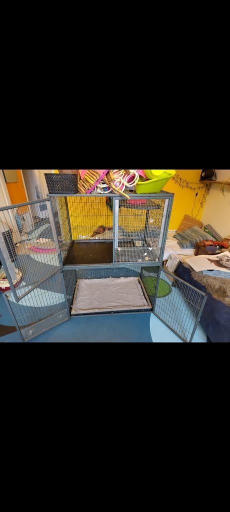 Kooi met spullen nog te koop, dwergrat Mila is opgehaald, Rat, Vrouwelijk, Januari, Tam