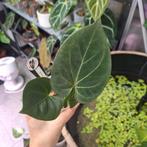 Anthurium King of Spades HU (1), Huis en Inrichting, Ophalen of Verzenden, Halfschaduw, Minder dan 100 cm