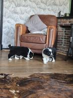 Newfoundlander x australian shepherd x Berner Sennen pups, Nederland, Meerdere, Meerdere dieren, Fokker | Professioneel