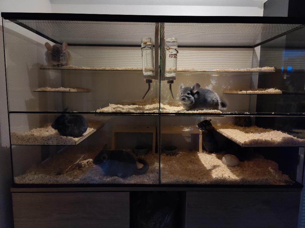 Glazen divider voor gerbilarium 2 delen, Minder dan 60 cm, Overige typen, Ophalen of Verzenden, Minder dan 75 cm