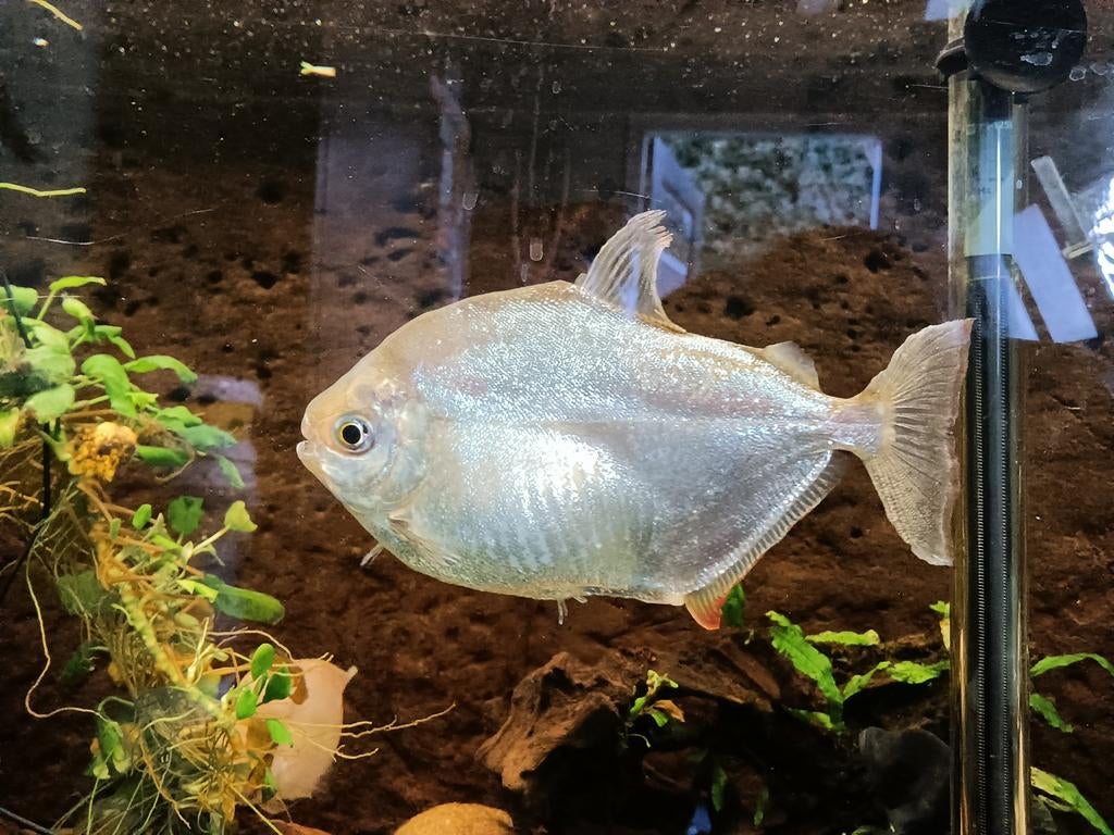 Schijfzalm, Vis, Zoetwatervis, Schoolvis