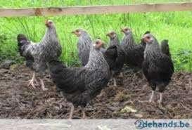Sussex kippen in mooie kleuren!, Dieren en Toebehoren, Pluimvee, Vrouwelijk, Kip