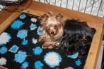Te koop Yorkshire Terrier pups, Dieren en Toebehoren, Reu, 8 tot 15 weken, Meerdere, Parvo