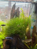 Javamos, Ophalen, Plant(en), Steen of Hout