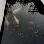 Karpers, Karper of Koi