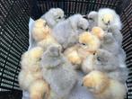 kuikens gebaarde zijdehoen/zijdehoenders, Dieren en Toebehoren, Pluimvee, Geslacht onbekend, Kip