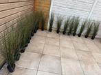 17 Kunstplanten / siergrassen / kunstgrasplanten, Ophalen, Gebruikt, Buiten