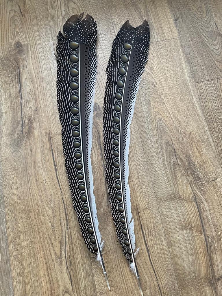 Argus fazant veren, Ophalen, Nieuw, Vogel, Overige typen