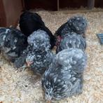 Cochin kriel broedeieren meerdere kleuren, zie omschrijving., Dieren en Toebehoren, Pluimvee, Geslacht onbekend, Kip