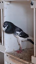 Brunner kroppers, Meerdere dieren, Overige soorten