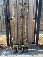 10 Klimop planten 1.50m in pot - Ideaal voor haag/schutting, Tuin en Terras, Ophalen, Vaste plant, Bloeit niet, Halfschaduw